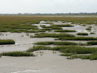 Baie des Veys coastal saltmarsh and mudflats