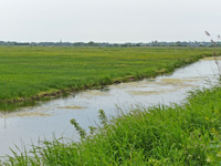Wet channel in grazing marshes