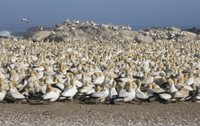 Cape Gannets at Lamberts Bay