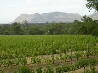 Groot Constantia vineyard