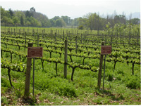 Boschendal vineyard