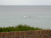 Southern Right Whale in False Bay