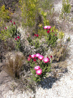 Fynbos flowers at Hamilton Russell