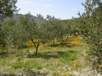 Olive grove and flowers at Hamilton Russell