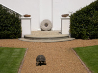 Tortoise in H-R gardens