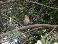 Cape Robin