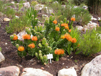 Pin-cushion Protea
