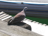 Rock (or Speckled) Pigeon at V&A Waterfront