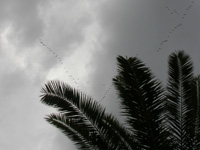 Flock of Grey Herons