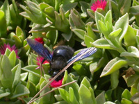 Violaceous Carpenter Bee